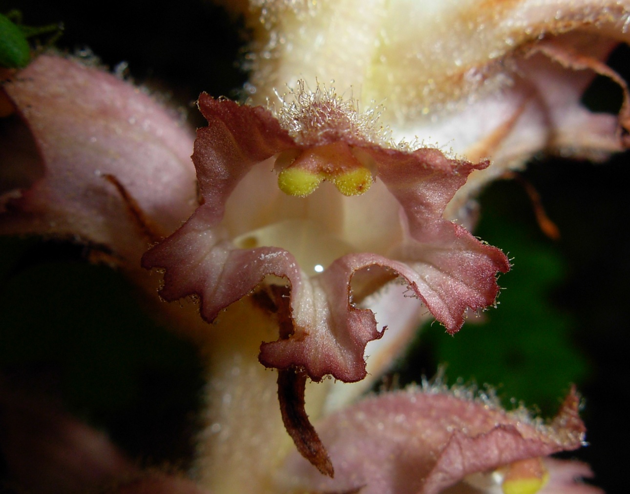 Orobanche rapum-genistae / Succiamele delle ginestre